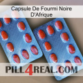 Africa Black Ant Capsule 05